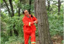 一片丹心护青山——记山东省淄博市鲁山林场护林员薛希亭-规划问道