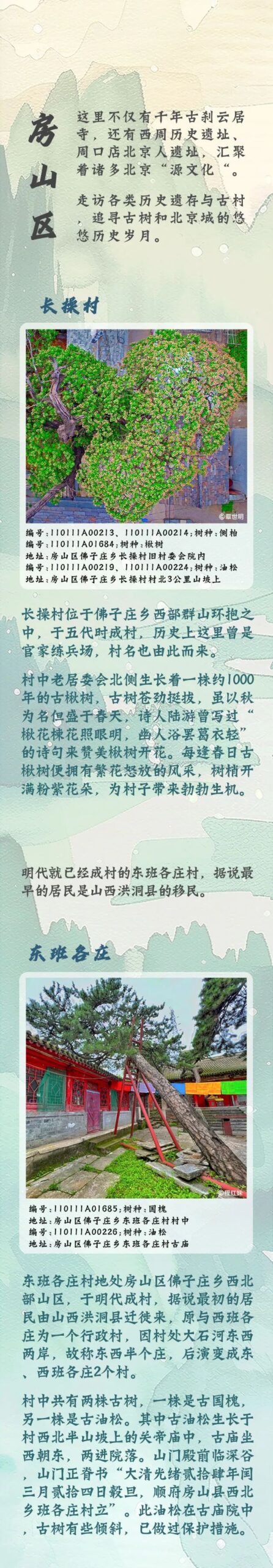 古树长生，山河永定——西山永定河文化带古树主题游线