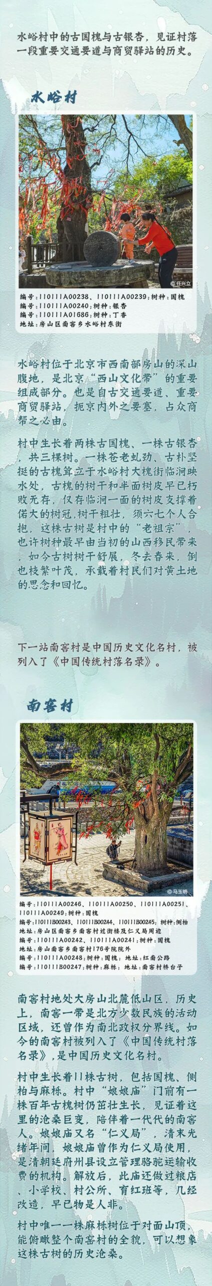 古树长生，山河永定——西山永定河文化带古树主题游线