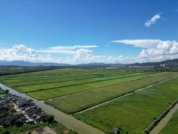 打造标杆！珠海金湾“万亩方”丰收盛景获广东省厅报道