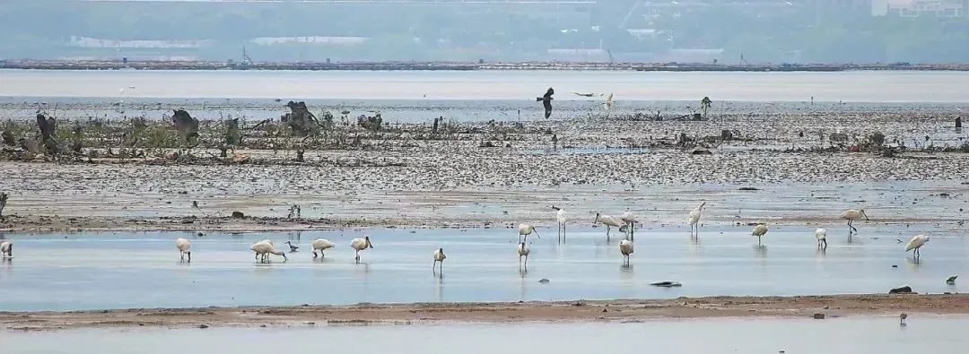 地方动态 | 深圳目标：规划建设国际一流滨海湿地城市！
