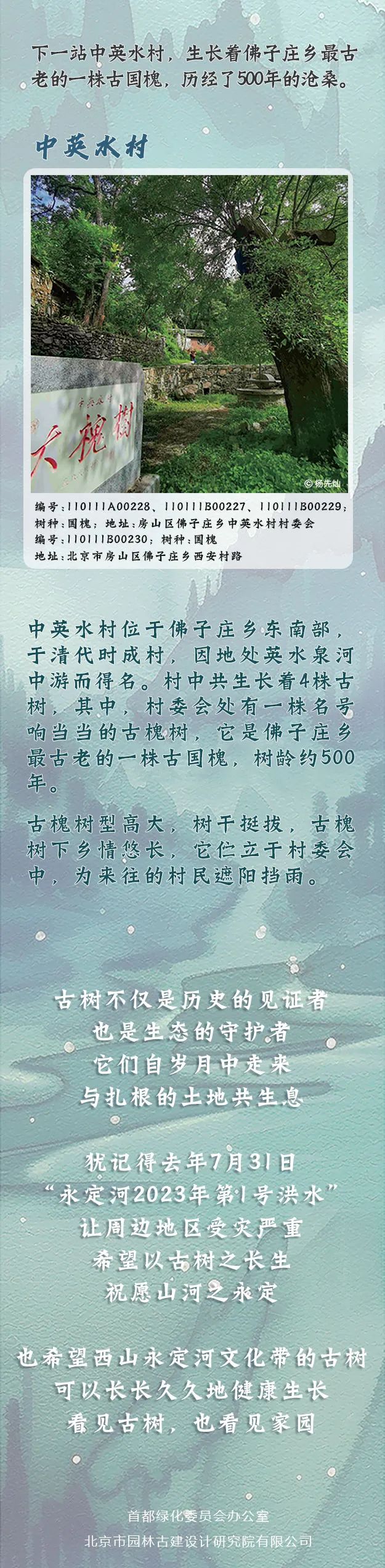 古树长生，山河永定——西山永定河文化带古树主题游线