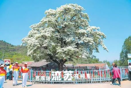 四万株古树名木何以千年长青