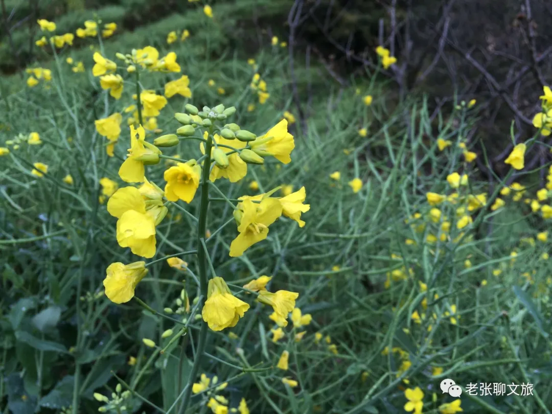乡村振兴的底层逻辑与案例实践思考