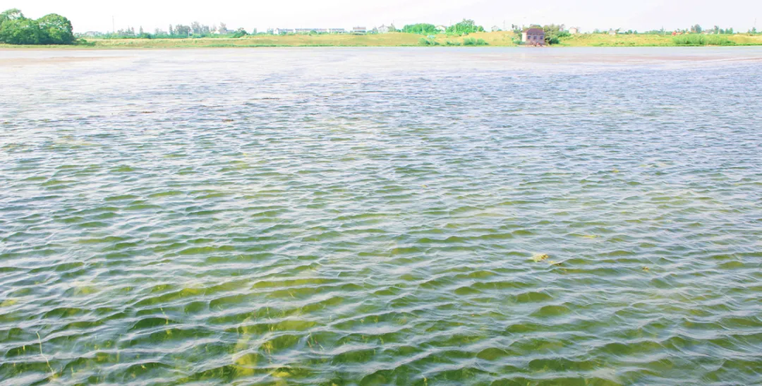 湖北长江三峡地区山水林田湖草生态保护修复工程——枝江市金湖湿地生态修复项目
