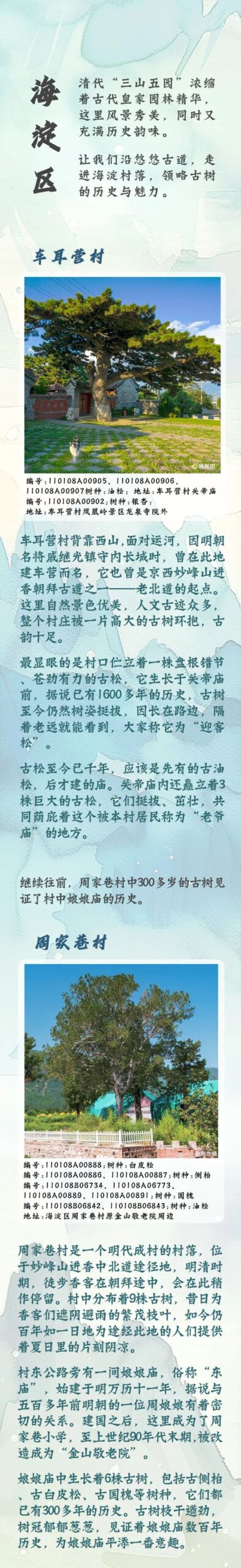 古树长生，山河永定——西山永定河文化带古树主题游线