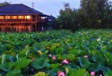 【沪派江南】乡土行纪第二辑招募|第二辑:新元荷影·画境水乡-规划问道