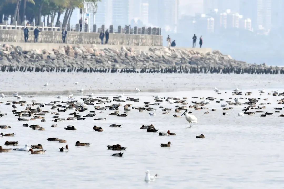 打造鸟类友好城市,深圳做了什么? 打造鸟类友好城市,深圳做了什么?