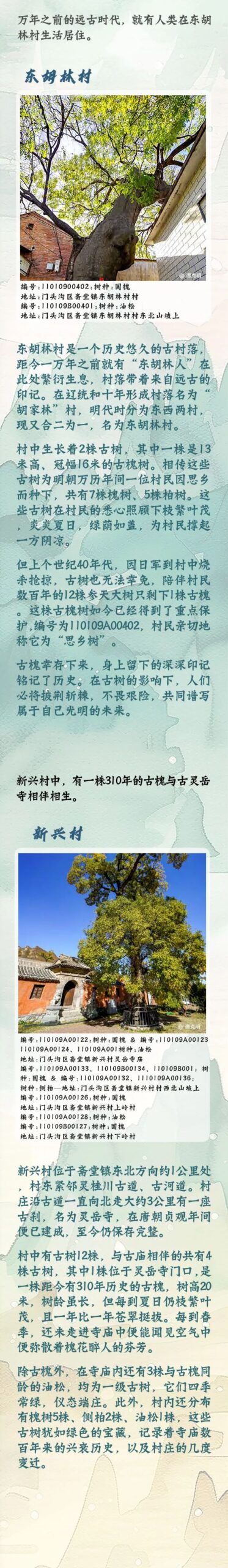 古树长生，山河永定——西山永定河文化带古树主题游线