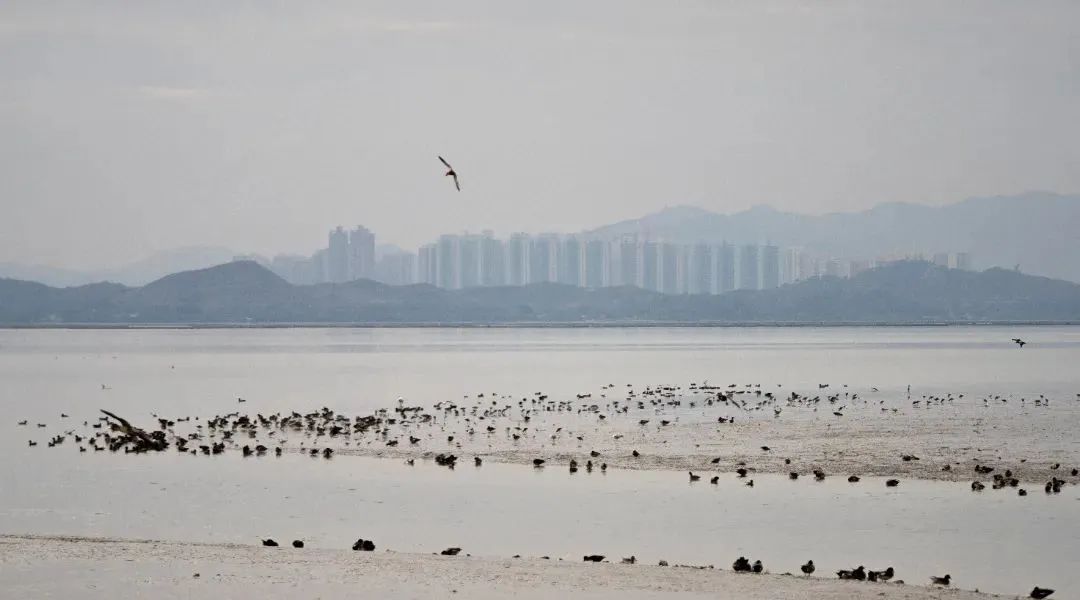 打造鸟类友好城市,深圳做了什么? 打造鸟类友好城市,深圳做了什么?