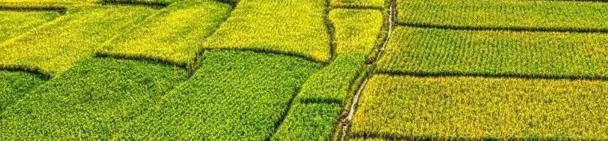 要闻 | 中办、国办发布《关于加强耕地保护提升耕地质量完善占补平衡的意见》