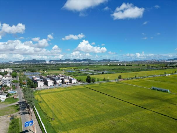 打造标杆！珠海金湾“万亩方”丰收盛景获广东省厅报道