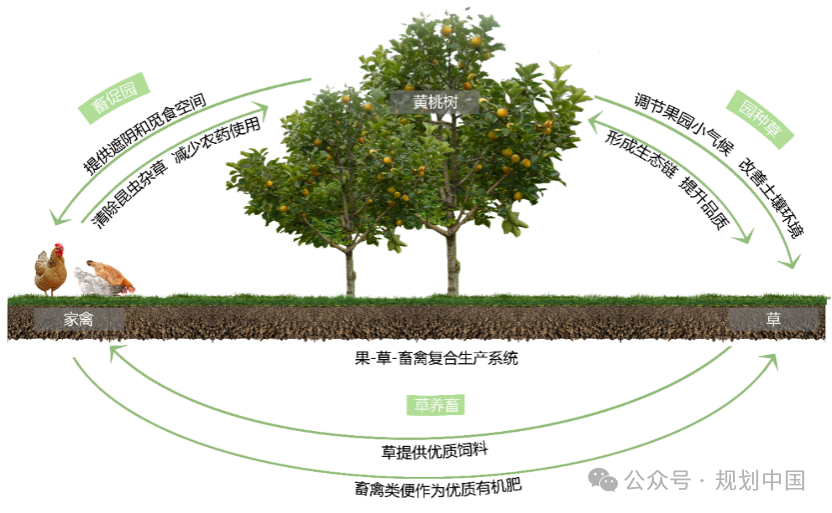 “双面绣”式的农业农村现代化——昆山乡村振兴片区规划实践思考