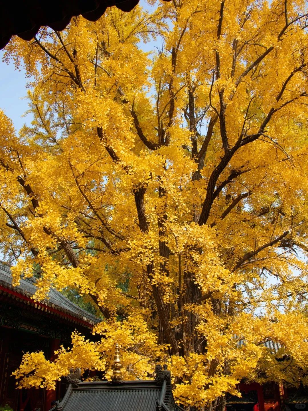 叶黄成“瀑”！京城古寺千年银杏迎最佳观赏期——