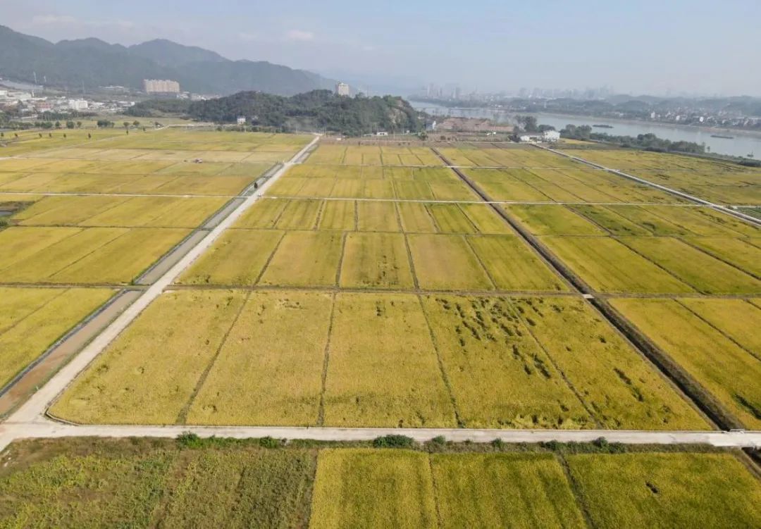 沃野千亩绘就富春丰景