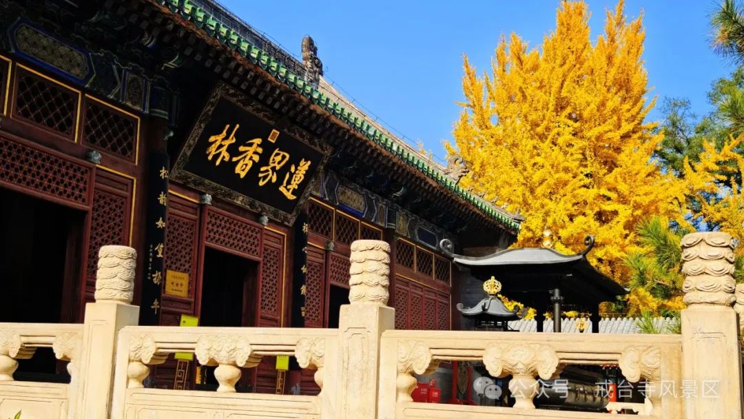 叶黄成“瀑”！京城古寺千年银杏迎最佳观赏期——