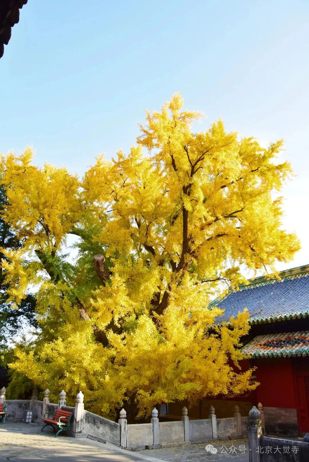 叶黄成“瀑”！京城古寺千年银杏迎最佳观赏期——