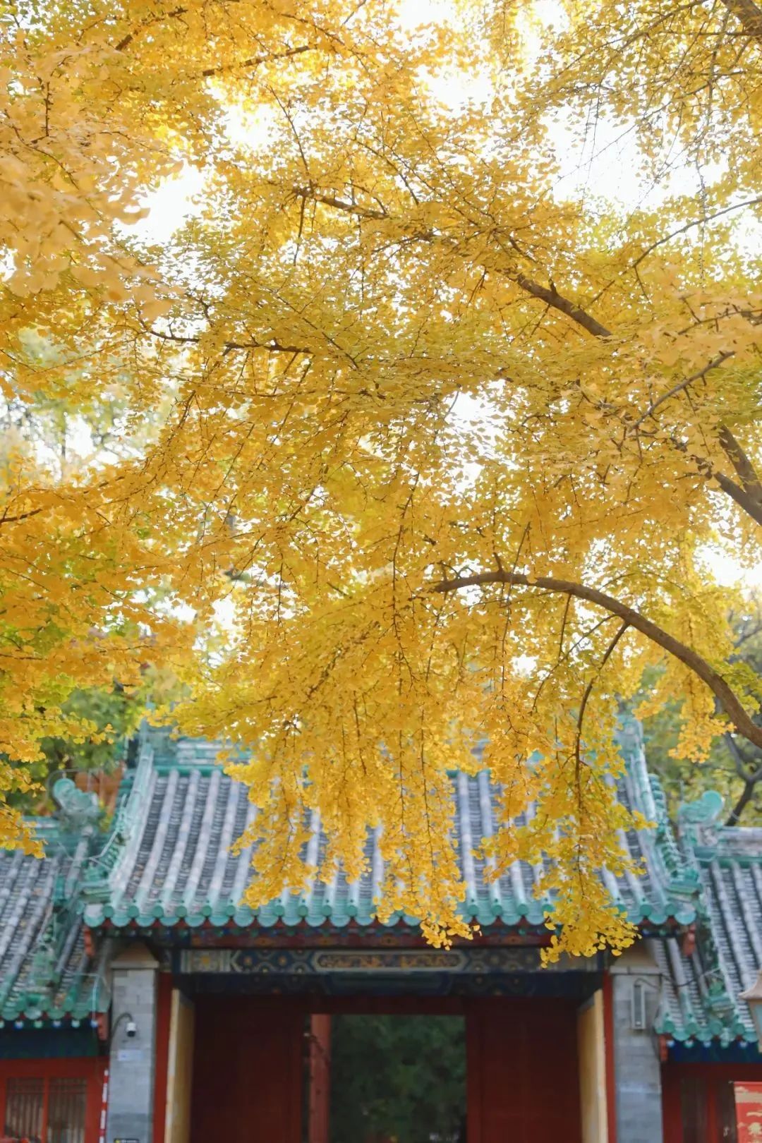 叶黄成“瀑”！京城古寺千年银杏迎最佳观赏期——