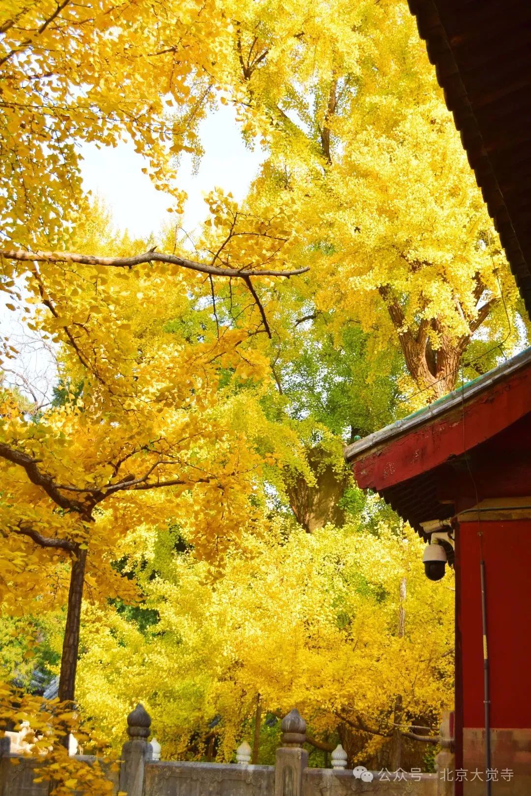 叶黄成“瀑”！京城古寺千年银杏迎最佳观赏期——