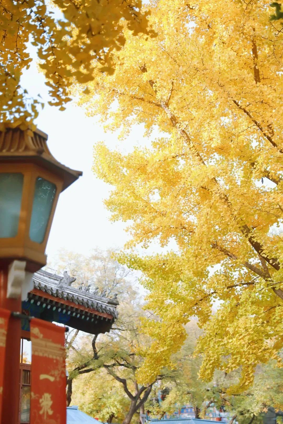 叶黄成“瀑”！京城古寺千年银杏迎最佳观赏期——