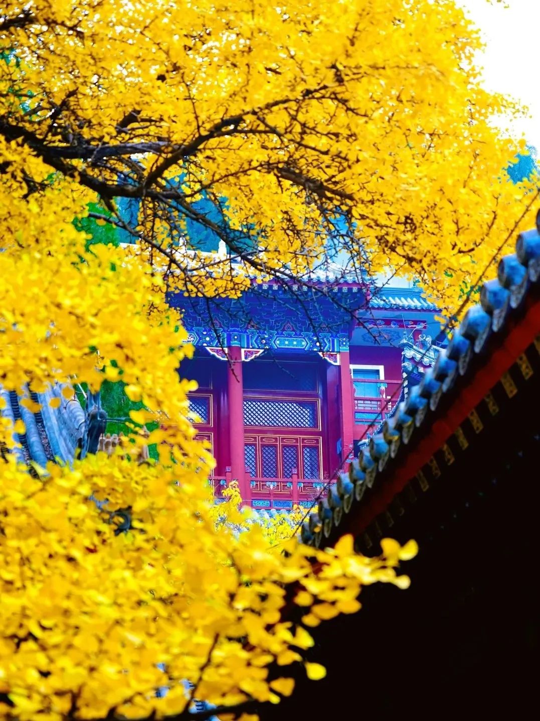 叶黄成“瀑”！京城古寺千年银杏迎最佳观赏期——