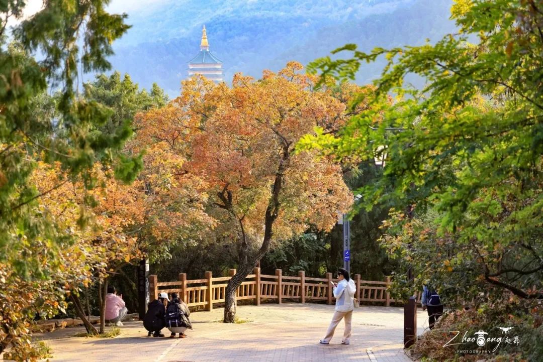 叶黄成“瀑”！京城古寺千年银杏迎最佳观赏期——