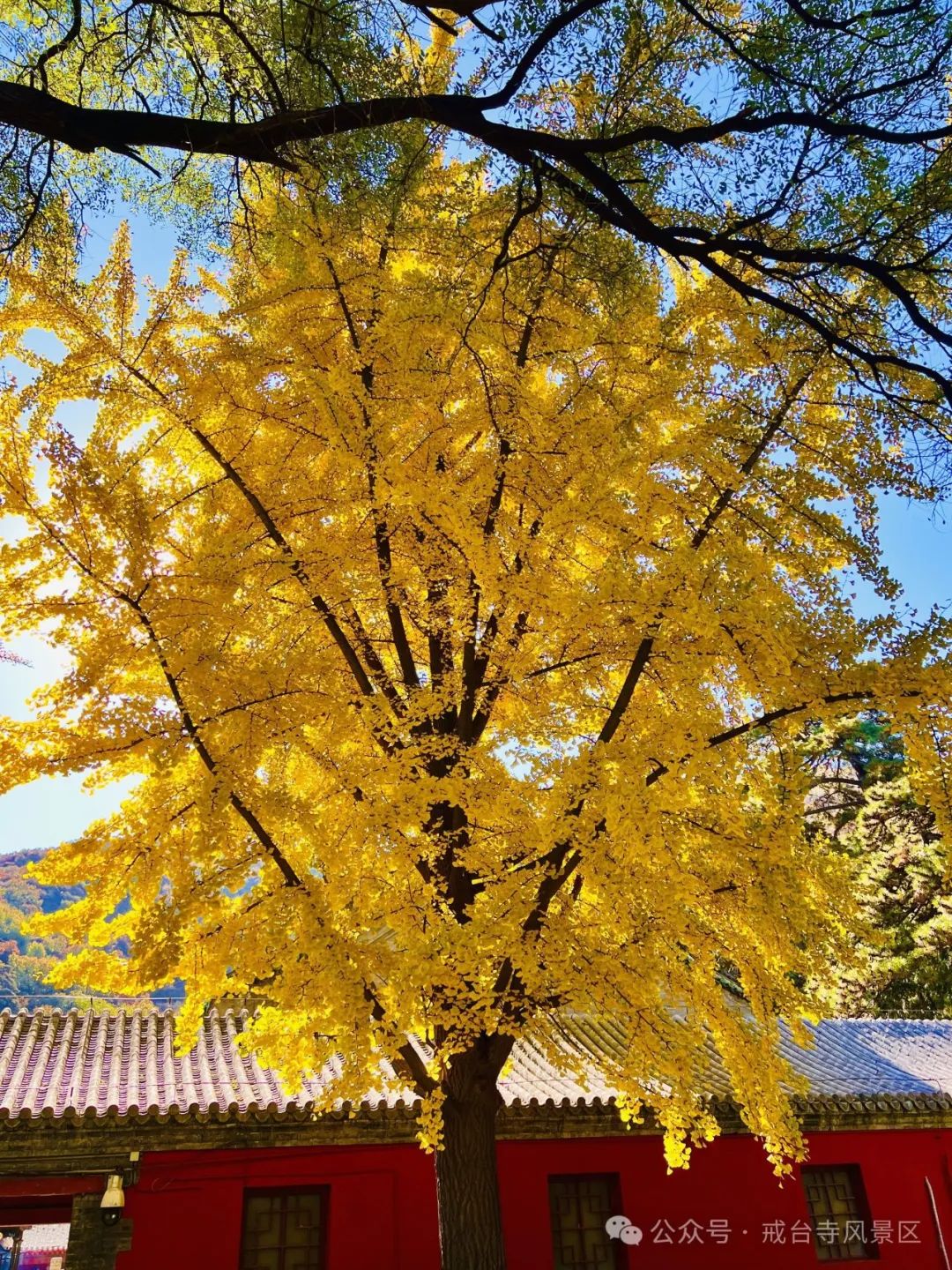 叶黄成“瀑”！京城古寺千年银杏迎最佳观赏期——