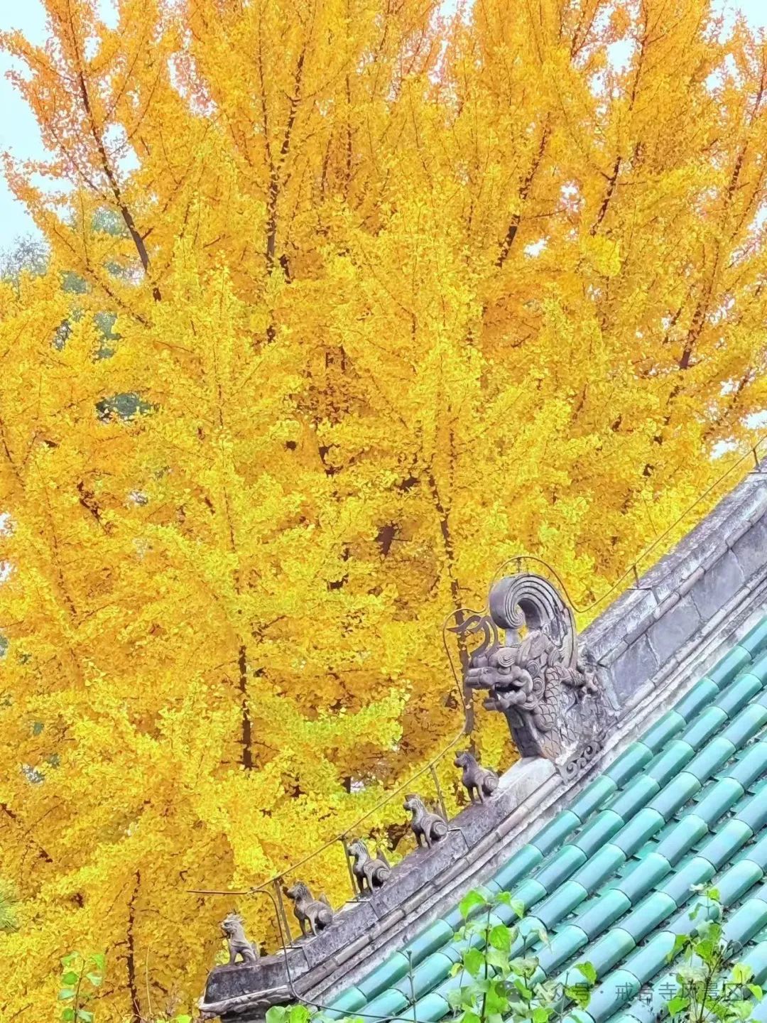 叶黄成“瀑”！京城古寺千年银杏迎最佳观赏期——
