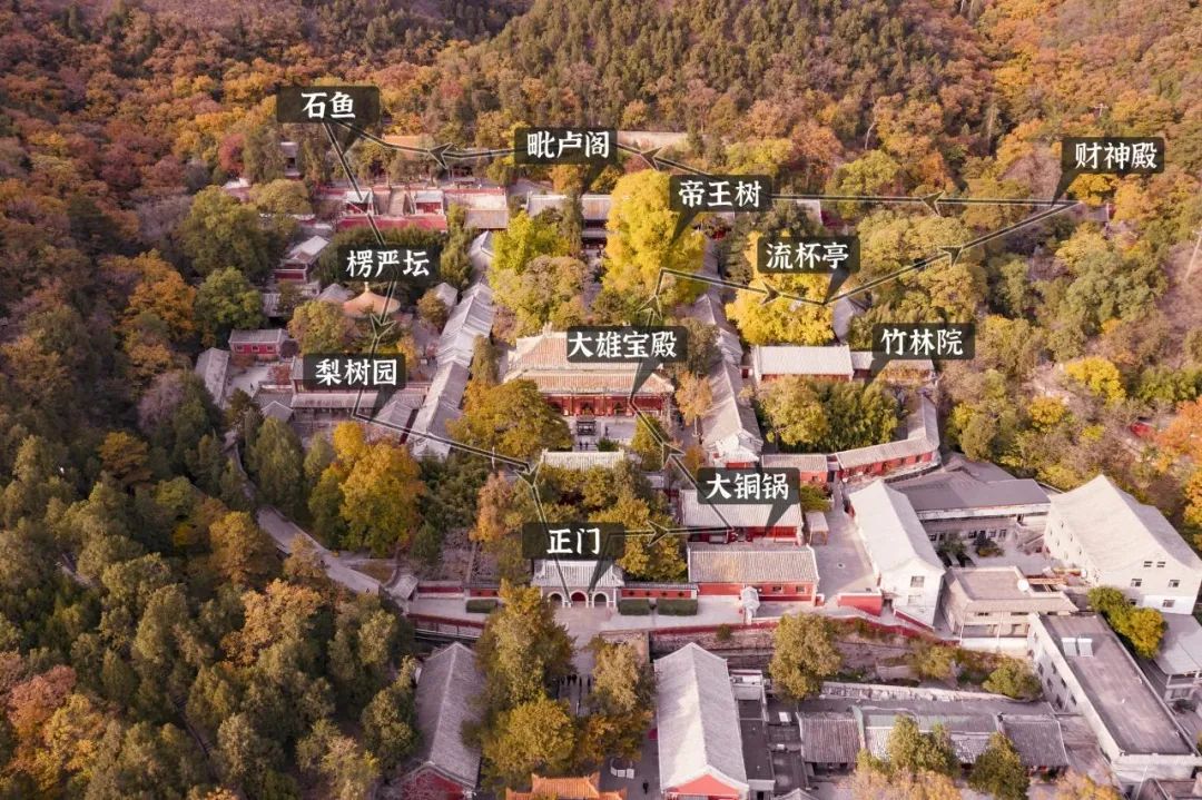 叶黄成“瀑”！京城古寺千年银杏迎最佳观赏期——
