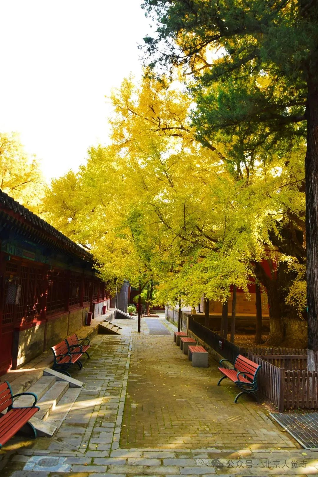 叶黄成“瀑”！京城古寺千年银杏迎最佳观赏期——