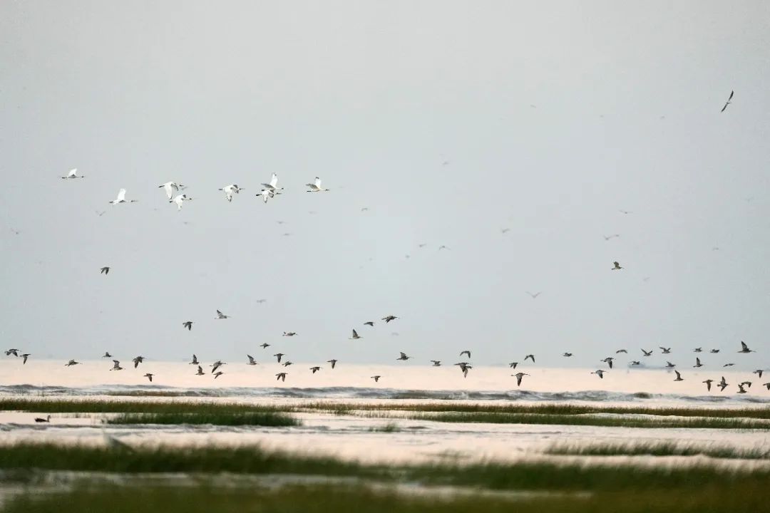 闽江河口湿地保护修复与遗产地筹备规划 | 2024年IFLA 国际大奖 闽江河口湿地保护修复与遗产地筹备规划 | 2024年IFLA 国际大奖