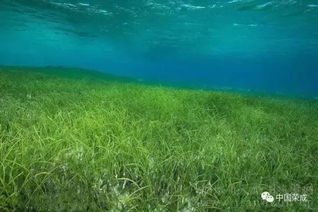 3500多公里海岸线、近16万平方公里海域，请看山东如何依海而生