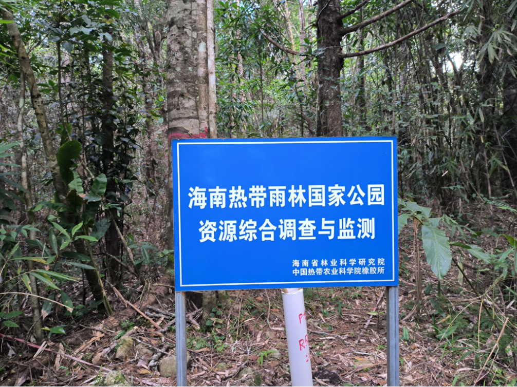 海南陵水:北纬十八度,“陆均松”在守护 | 新春走基层 海南陵水:北纬十八度,“陆均松”在守护 | 新春走基层