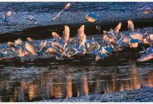 世界湿地日 | 我国国际湿地城市增至22个 总数继续居全球第一-规划问道