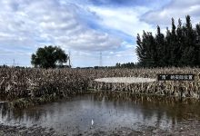 【文章导读】无根之城，如何生根？——空间基因在地方营造中的应用-规划问道